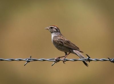 Chipping Sparrow