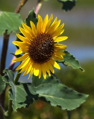 Common Sunflower