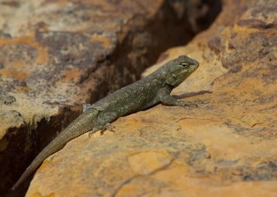 Prairie Lizard
