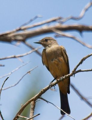 Say's Phoebe