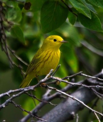 Warblers