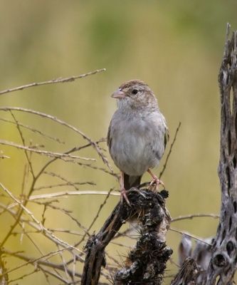 Cassin's Sparrow