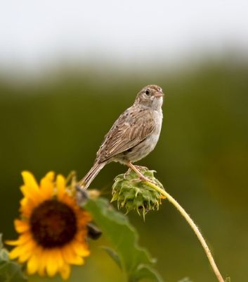 Cassin's Sparrow