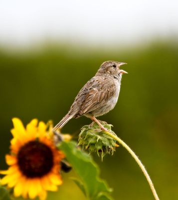 Cassin's Sparrow