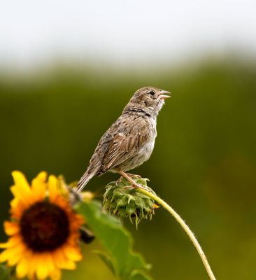 Cassin's Sparrow