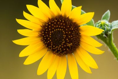 Common Sunflower