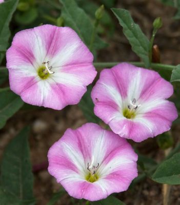 Morning Glory Family