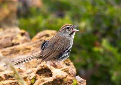 Rufous-crowned Sparrow