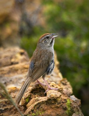 Rufous-crowned Sparrow