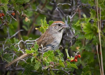 Rufous-crowned Sparrow