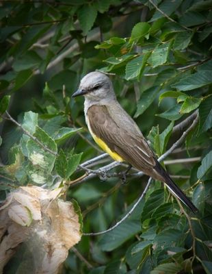 Western Kingbird