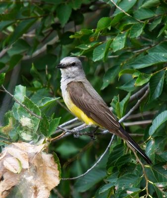 Flycatchers