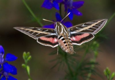 White-lined Sphinx