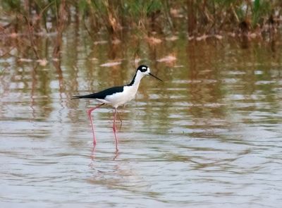 Avocets and Stilts