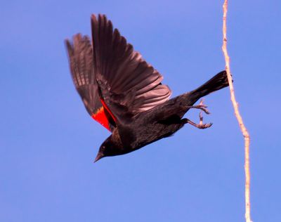 Red-winged Blackbird