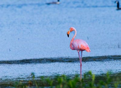 Flamingos