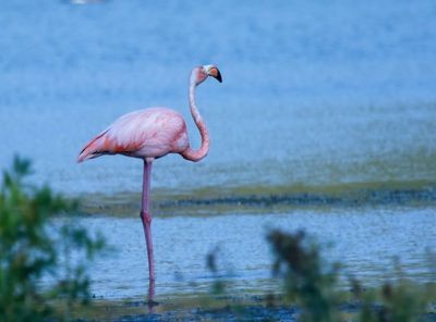 American Flamingo