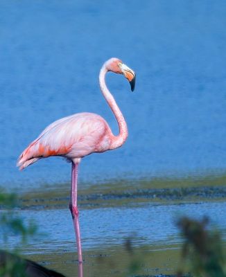 American Flamingo