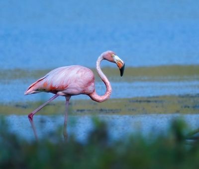 American Flamingo