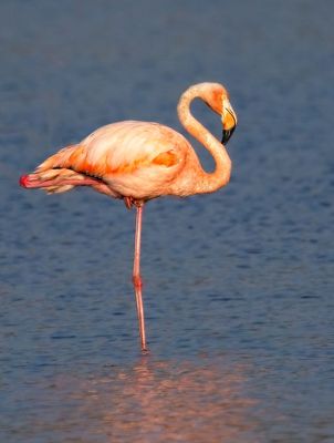 Flamingos