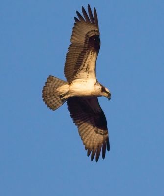 Osprey