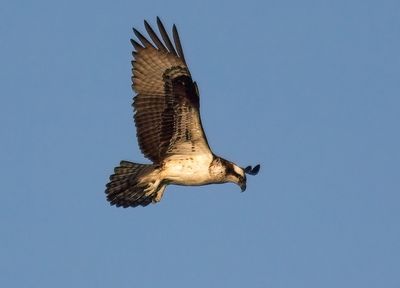Osprey