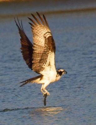 Osprey