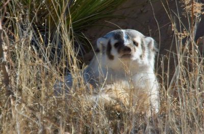 American Badger