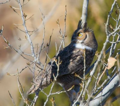 Great Horned Owl