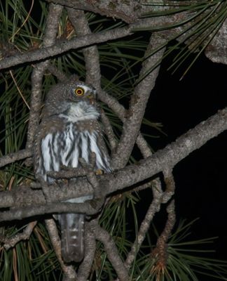 Northern Pygmy-Owl