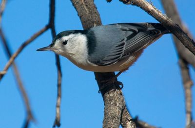 White-breasted Nuthatch