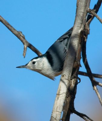 Nuthatches
