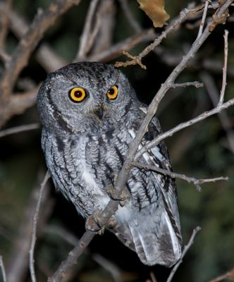 Western Screech-Owl