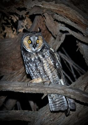 Long-eared Owl