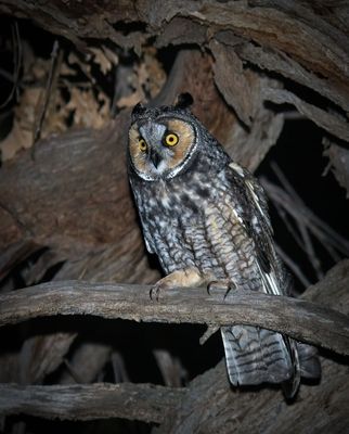 Long-eared Owl