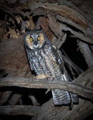 Long-eared Owl