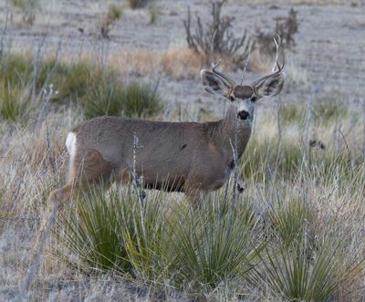 Mule Deer