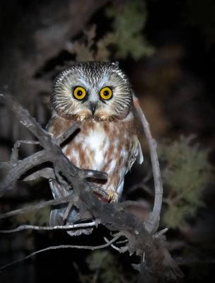 Northern Saw-whet Owl
