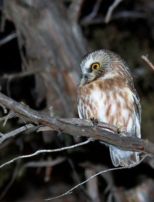 Northern Saw-whet Owl
