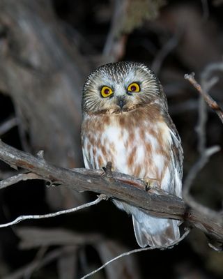 Northern Saw-whet Owl