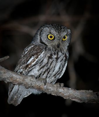 Western Screech-Owl