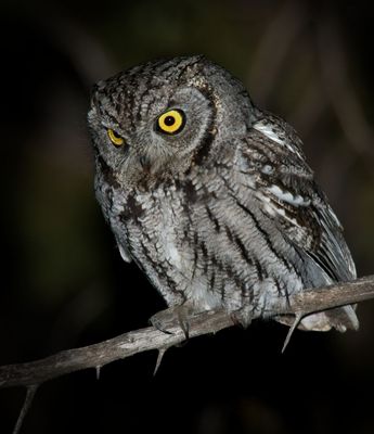 Western Screech-Owl