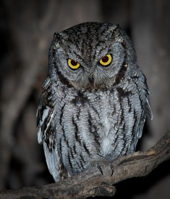Western Screech-Owl