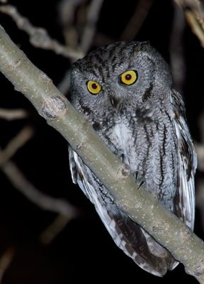 Western Screech-Owl