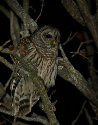 Barred Owl