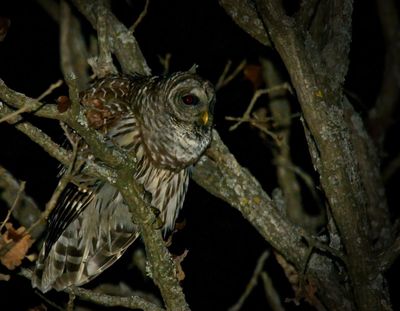 Barred Owl