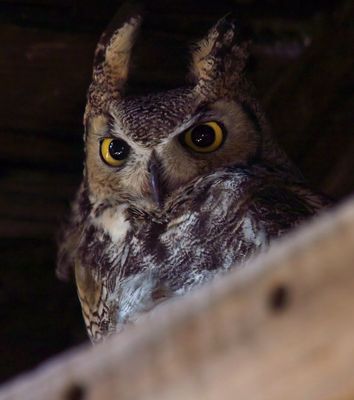 Great Horned Owl