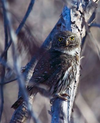 Northern (Mountain) Pygmy-Owl