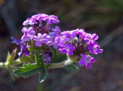 Southwestern Mock Vervain