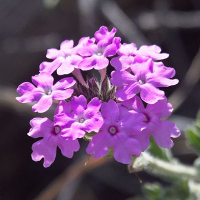 Southwestern Mock Vervain